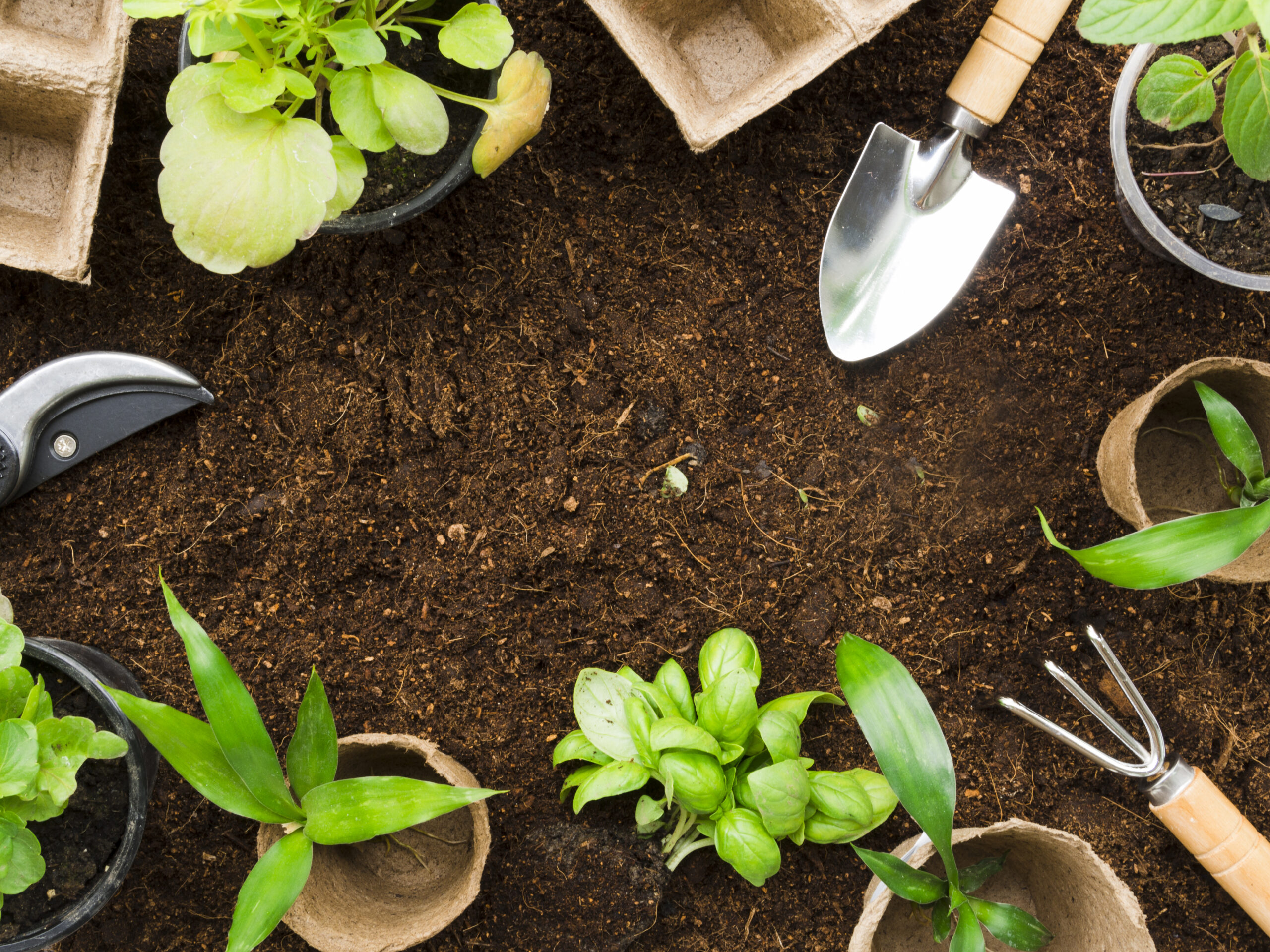 9 Best Gardening Tips for Beginners - Houston Mera